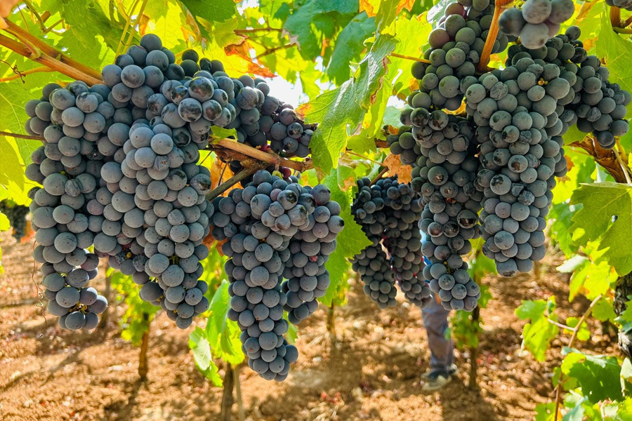 alberghi alba adriatica