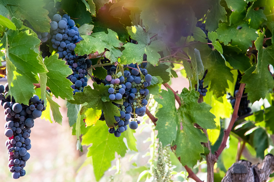 alba adriatica hotel sul mare